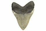 Massive, Fossil Megalodon Tooth - Serrated Blade #261027-2